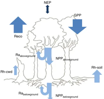 Figure 1 | Schematic representation of the major components of the forest carbon cycle
