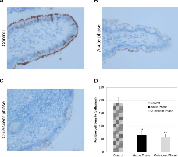 Figure 6.  GPR43 expression in the intestinal biopsies of patients with CD and controls