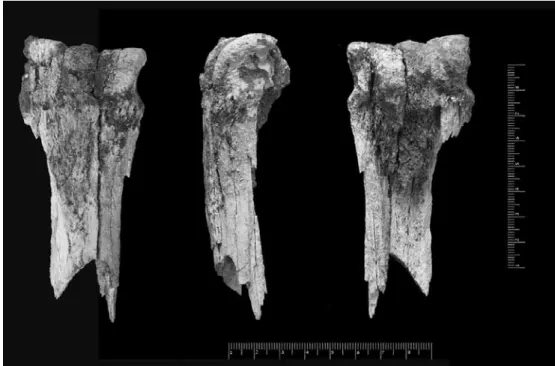 Fig. 3: Distal equid metacarpal from Saharonim T29. Photographs: (left) plantar aspect; (centre) dorsal  (cranial) aspect; (right) volar (palmar) aspect