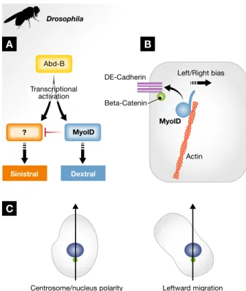 Figure 3 . Genetic and cellular determination of Drosophila L/R asymmetry.