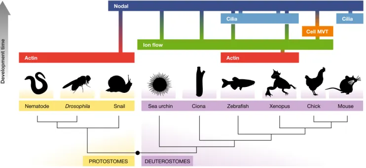 Figure 4 . L/R asymmetry in metazoa: diversity and convergence.