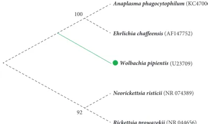 Figure 2: Molecular Phylogenetic analysis of Anaplasmataceae by Maximum Likelihood method