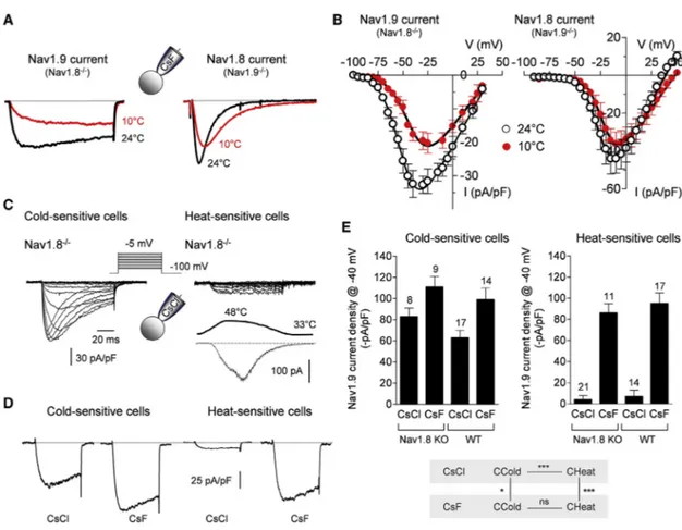 Figure 4. Nav1.9 Is Cold Resistant and Shows Enhanced Activity in Cold-Sensitive DRG Neurons