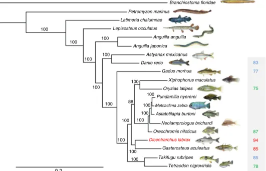 Figure 2 | Phylogenetic tree based on 621 1:1 high-quality orthologous protein-coding genes from 20 sequenced ﬁsh genomes, showing the relationships between European sea bass (D