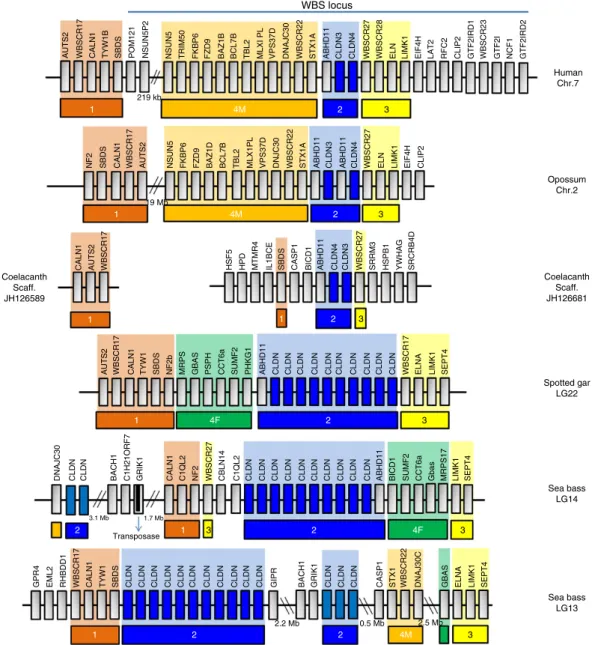 Figure 3 | Comparison of claudin gene synteny between sea bass LG 13 and 14 and other vertebrate chromosomes including human