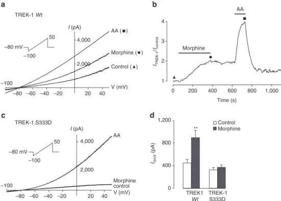 Figure 3 | Evidence of the functional coupling between lOR and TREK-1 in COS cells. (a), I–V curves of TREK-1 channels elicited by voltage ramps (  100 to þ 50 mV, 800 ms) applied every 20 s on COS cells expressing the wild-type TREK-1 channel, in presence