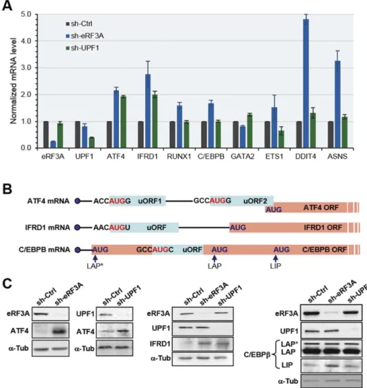 Figure 3. Validation of differentially expressed genes in eRF3A and UPF1 knockdown cells