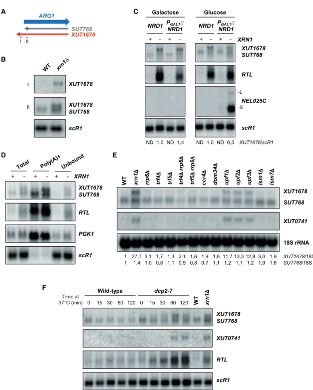 Figure 1. XUT1768 Is 3 0 -Extended Unstable Isoform of SUT768 Targeted by the NMD Pathway