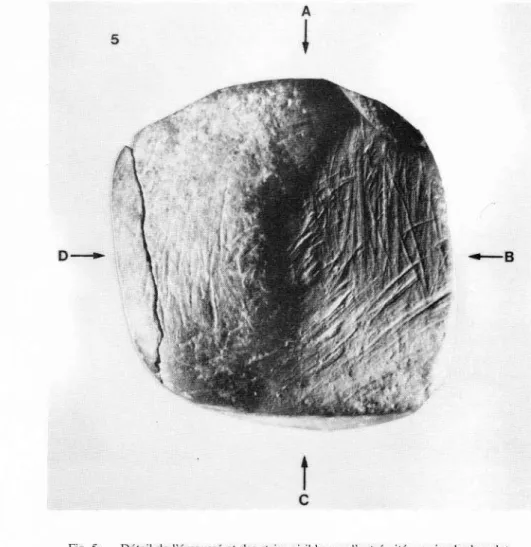 Fig.  5.  Délail  de  l-érousé  et  des  stries  vniblcs  sur  l extrémné  proximale  du  galet (ciiché  S