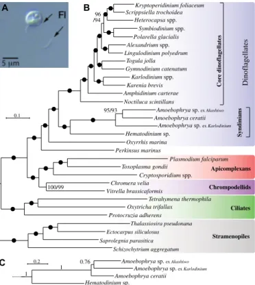 Fig. 1. Multiprotein phylogeny of Amoebophrya isolated from three separate  hosts, 15 other dinoflagellates, and 13 related eukaryotes