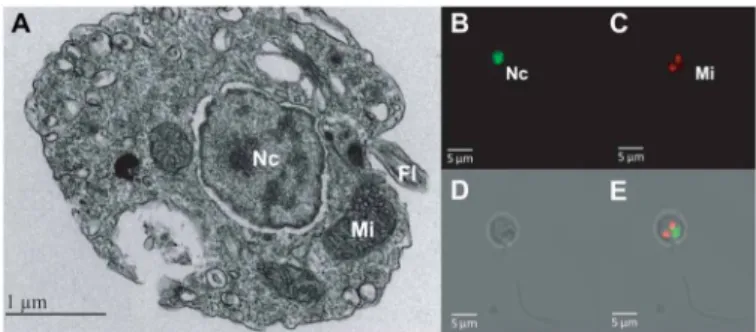 Fig. 3. Investigation of mitochondria in A. ceratii cells. (A) Electron microscopy  transmission image of A