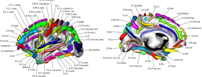 Fig.  3. New nomenclature used  to  label  sulci.  The  visualization of the sulci labels is  done thanks  to the SPAM  representation  used by Perrot  et  al