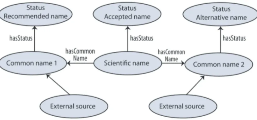 Fig. 1. The ontology model of the common names of organisms. The ellipses represent classes and the arrows depict relations between the classes.