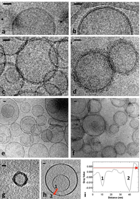 Figure 2.  Cryo-microscopy images and tomography of wild-type Hfq bound to SUVs. (a) Liposomes  composed of 100% EPE lipids show a clean bilayer