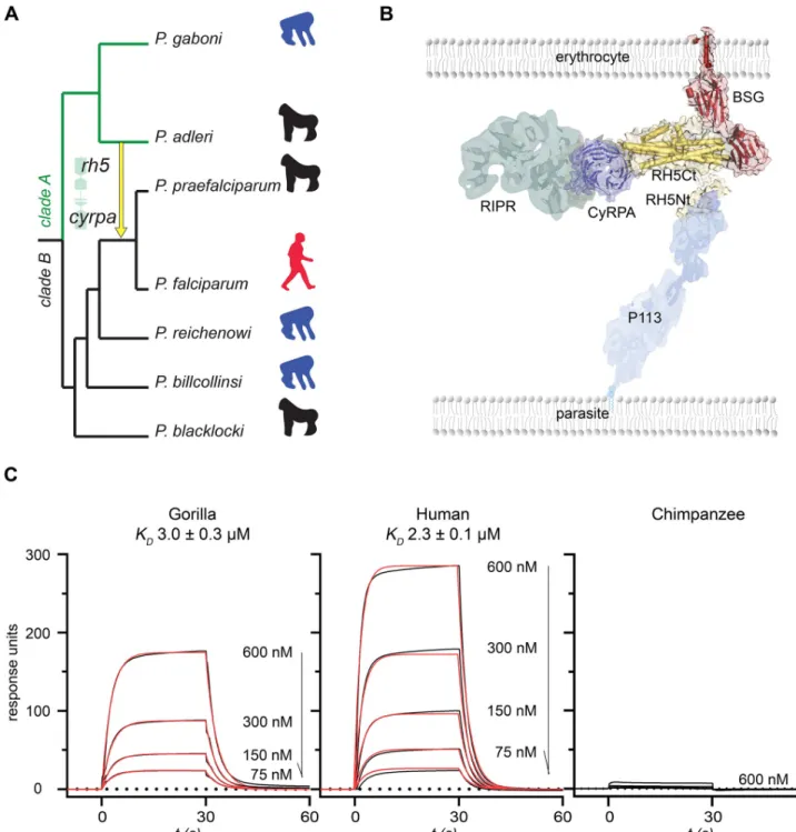 Fig 1. RH5 from an ancient inter-clade introgression in Laverania parasites binds both human and gorilla basigin