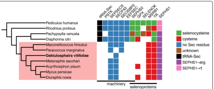 Fig. 7 Selenoproteins in Paraneoptera. Species tree annotated with the prediction of selenoproteins and the Sec machinery