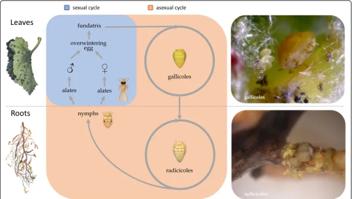 Fig. 1 The life cycle of grape phylloxera, alternating between a sexual phase and an asexual phase