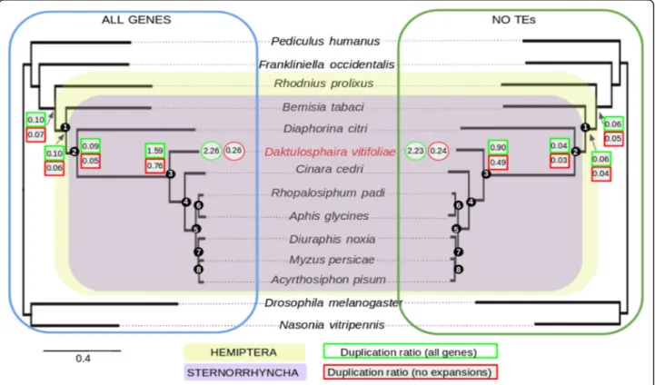 Fig. 3 Species tree based on one-to-one orthologs inferred in our data set. The grape phylloxera is indicated in red