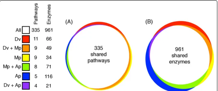 Fig. 5 Comparison of the number of pathways and enzymes that are shared among grape phylloxera, M