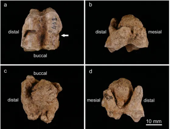Fig. 1. Left maxillary third molar of a red deer from the Late Pleistocene of Rochedane (ﬁnd number Ro76, 402) with cementoblastoma attached to the root; (a) occlusal view, (b) palatal view, (c) apical view, (d) buccal view