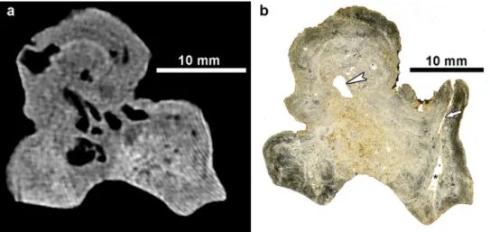 Fig. 2. CT scan (a) and unstained ground section (b) of the M 3 (ﬁnd number Ro76, 402), both oriented in a mesiodistal plane; distal to the right of the images
