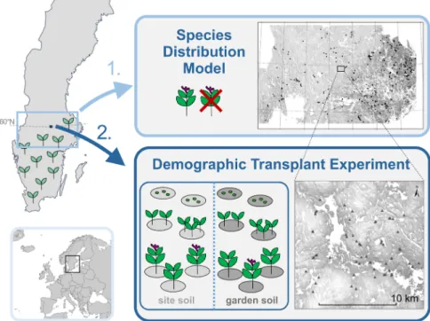 Figure 1. Study area and conceptual study design. Upper panel: first, we modelled the distribution of Lathyrus vernus across 52 409 km 2  of  forested area at its cold range margin by relating presence–absence patterns to climate, light and soil variables