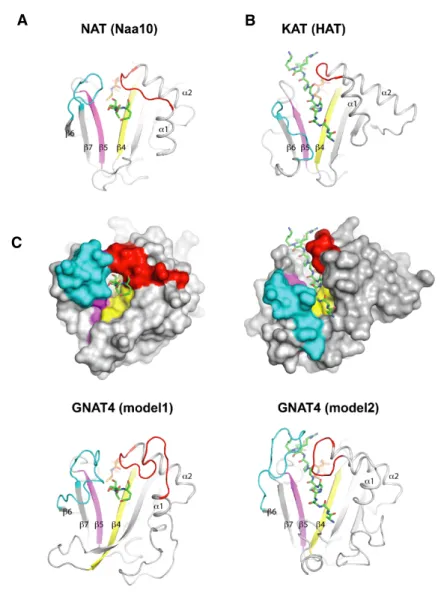 Figure 6. NAT and KAT activities of plastid GNATs suggest a dual conformation of both a1a2 and b6b7 loops.