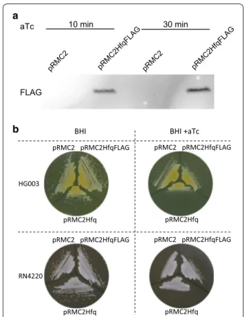 Fig. 1  Absence of Hfq does not affect S. aureus pigmentation. The  indicated strains were grown overnight in BHI and then a streaked on  BHI agar or b assayed for spectral profiles as described [21]