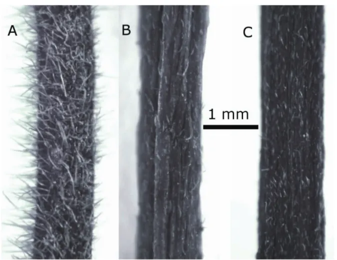 FIGURE  1.  Comparison  of  trichomes  on  the  inflorescence  axes  of  the  three  species  of  Citronella  occurring  in  New  Caledonia