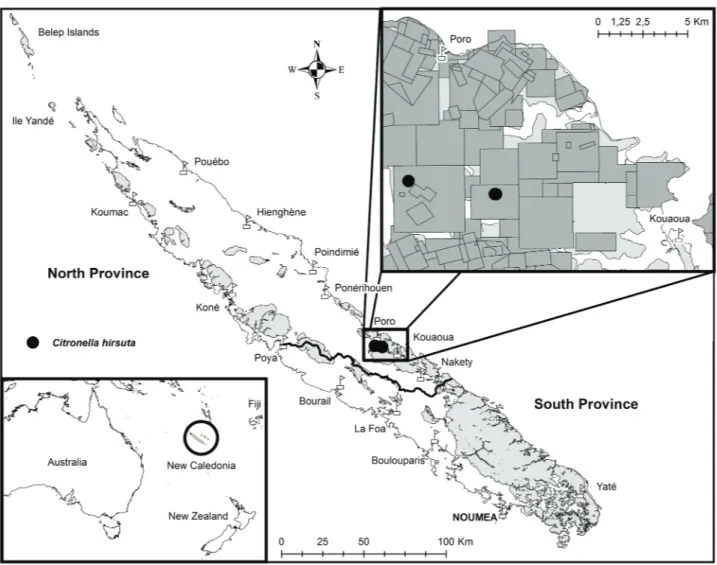 FIGURE 3. Distribution of Citronella hirsuta. Pale grey represents areas with ultramafic substrates, the black line shows the border  between the North and South Provinces, and dark grey (inset) represents mining concessions (© SMC/DIMENC) in the area wher
