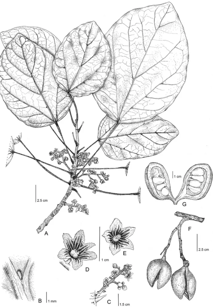 FIGURE 1.—Acropogon mesophilus Munzinger &amp; Gâteblé spec. nov. A. Flowering branch B