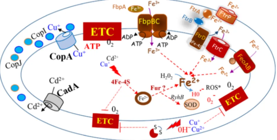 Fig. 8. Interplay between metal efﬂux, iron uptake and ROS detoxifying system. In the absence of the efﬂux ATPases CopA or CadA accumu- accumu-lation of Cu + or Cd 2+ in the cytosol led to the degradation of [4Fe-4S] clusters