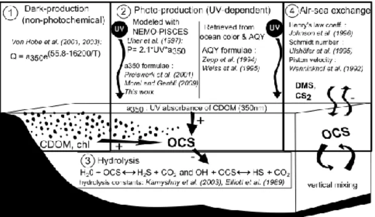 Figure 1. Main production and removal processes implemented in the NEMO-PISCES ocean general circulation and biogeochemistry model to simulate the marine OCS cycle: dark production,  photo-production and hydrolysis