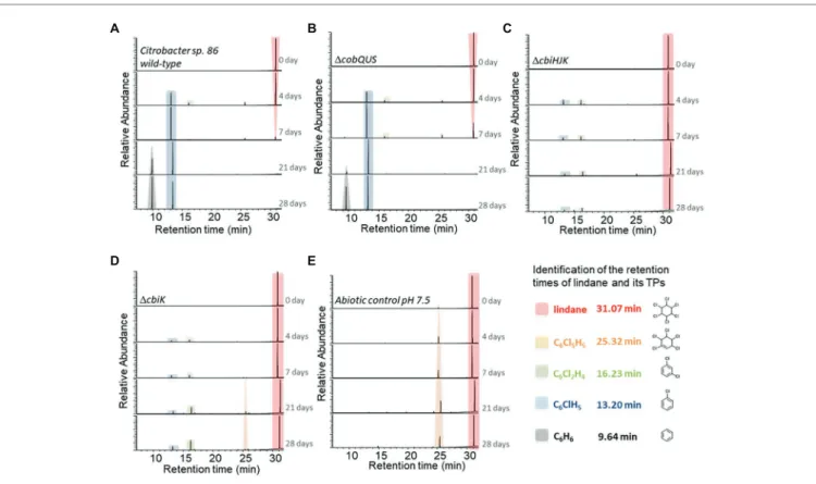 FIGURE 4 |  Transformation of lindane in Citrobacter sp.86 wild-type and mutant strain cultures over the time