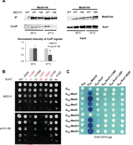 Figure 2. Functional interaction between Mediator and TFIIB. (A) Co-IP between Mediator and TFIIB in the med10-196 mutant compared with the  wild-type strain