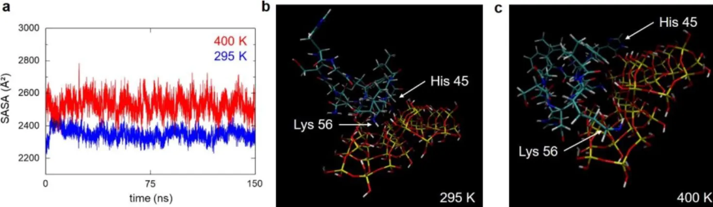 Figure 7. Surface accessibility of oxyHb and interaction of the mobile region with the silica surface at pH 9 as a function  of temperature