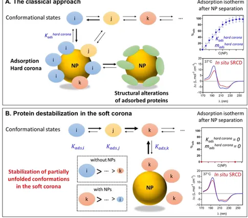 Figure  8.  Nanoparticle-mediated  protein  destabilization.  (A)  In  the  classical   ap-proach, NPs are separated from the biological  medium before protein analysis