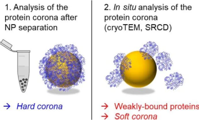 Figure 1. Schematic representation of the analysis of the hard  corona following NP separation (1), and the in situ analysis of  weakly-bound proteins and the soft corona by cryoTEM and  SRCD (2)