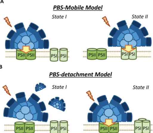 Fig. 4 Di ﬀ erent models of phycobilisome contribution to cyanobacterial state transitions