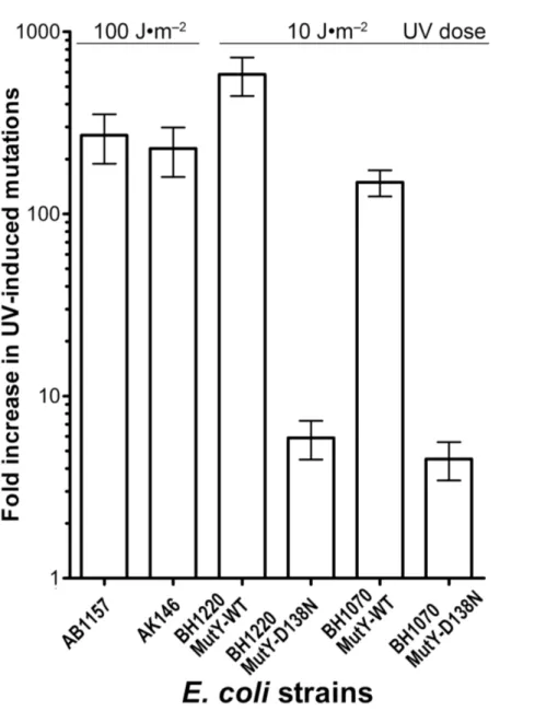 Figure 5 Graphic representation of the UV-induced increase in mutation frequencies in E