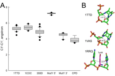 Figure 6 Distance between C1′ atoms in the adjacent nucleotides. (A) Graphical representation of the interatomic distances