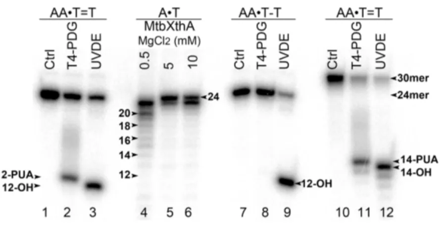 Figure 1 Analysis of the cleavage products generated by T4-PDG and UVDE enzymes. T4-PDG and UVDE enzymes were acted upon 5′-[ 32 P]-labelled 24 and 30 mer duplex oligonucleotides containing CPD and 6-4PP adducts