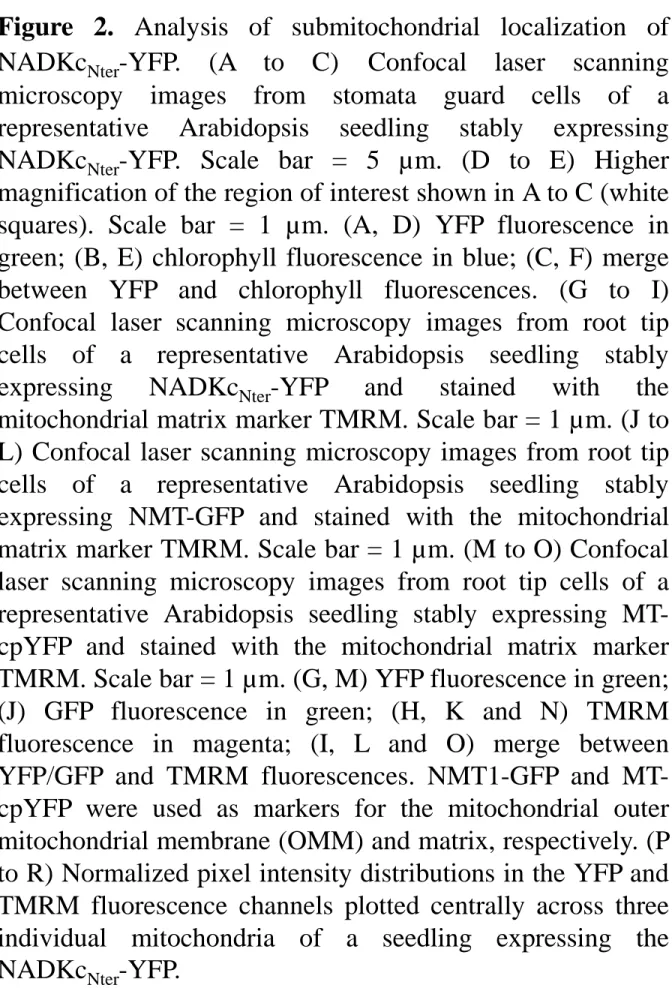 Figure 2. Analysis of submitochondrial localization of NADKc Nter -YFP. (A to C) Confocal laser scanning microscopy images from stomata guard cells of a representative Arabidopsis seedling stably expressing NADKc Nter -YFP