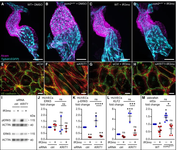 Figure 4 . Indirubin- 3 -monoxime (IR 3 mo) rescues the CCM phenotype in zebrafish and HUVEC models.