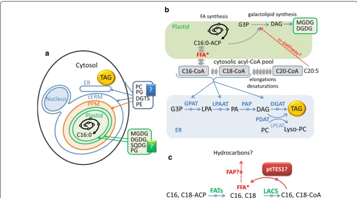 Fig. 9  The proposed pathway for TAG biosynthesis and fatty acyl flux in nitrogen-deprived P