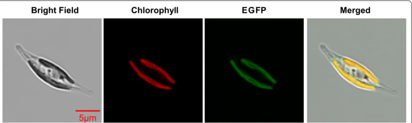 Fig. 2  Localization of full-length ptTES1:eGFP fusion protein expressed in P. tricornutum