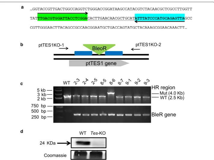 Fig. 3  Inactivation of the ptTES1 gene using TALEN-based genome editing technique. a Selection of TALEN binding sequences for ptTES1  knockout