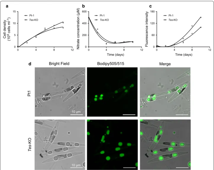 Fig. 4  Effect of the ptTES1 gene inactivation on cell growth and lipid accumulation in P
