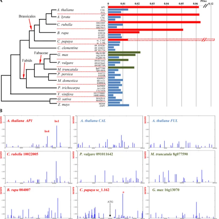 Fig 4. Evolutionary analysis of LFY binding on AP1 promoters. Genomic sequences were obtained from the Phytozome database and 2 kb promoter upstream the ATG were used