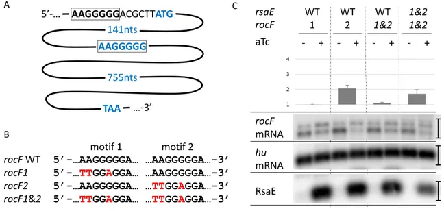 Figure 5. RsaE targets the SD sequence of rocF mRNA. (A) Schematic representation of the two duplicated motifs complementary of RsaE in rocF mRNA